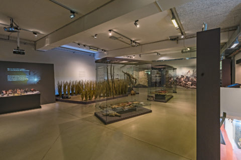 Nordamerika Native Museum (NONAM)