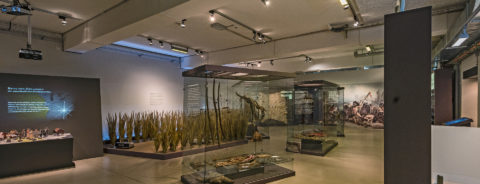 Nordamerika Native Museum (NONAM)